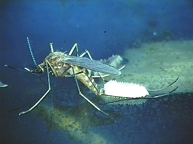 Culex mosquito laying eggs. (Photograph by Richard G. Weber)