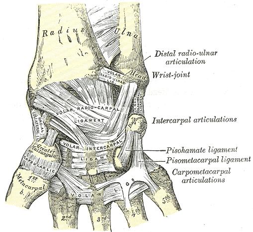 Ligaments of wrist. Anterior view