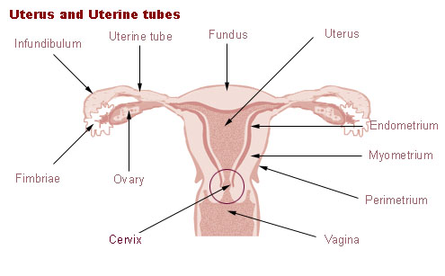 Uterus and uterine tubes
