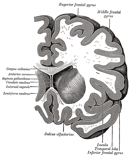 Coronal section through anterior cornua of lateral ventricles.