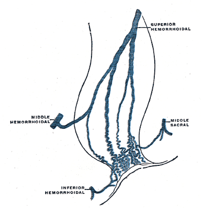 Scheme of the anastomosis of the veins of the rectum.