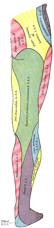 Diagram of the segmental distribution of the cutaneous nerves of the right lower extremity. Posterior view.