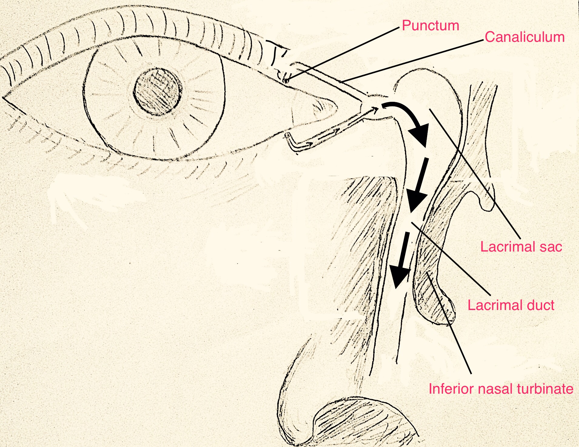 File:Lacrimal System.jpg