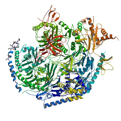 File:PBB Protein EXOSC1 image.jpg