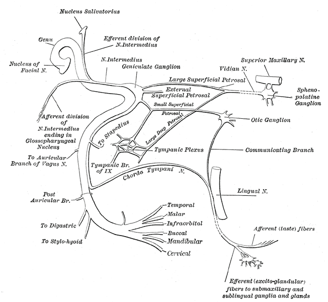 Plan of the facial and intermediate nerves and their communication with other nerves.