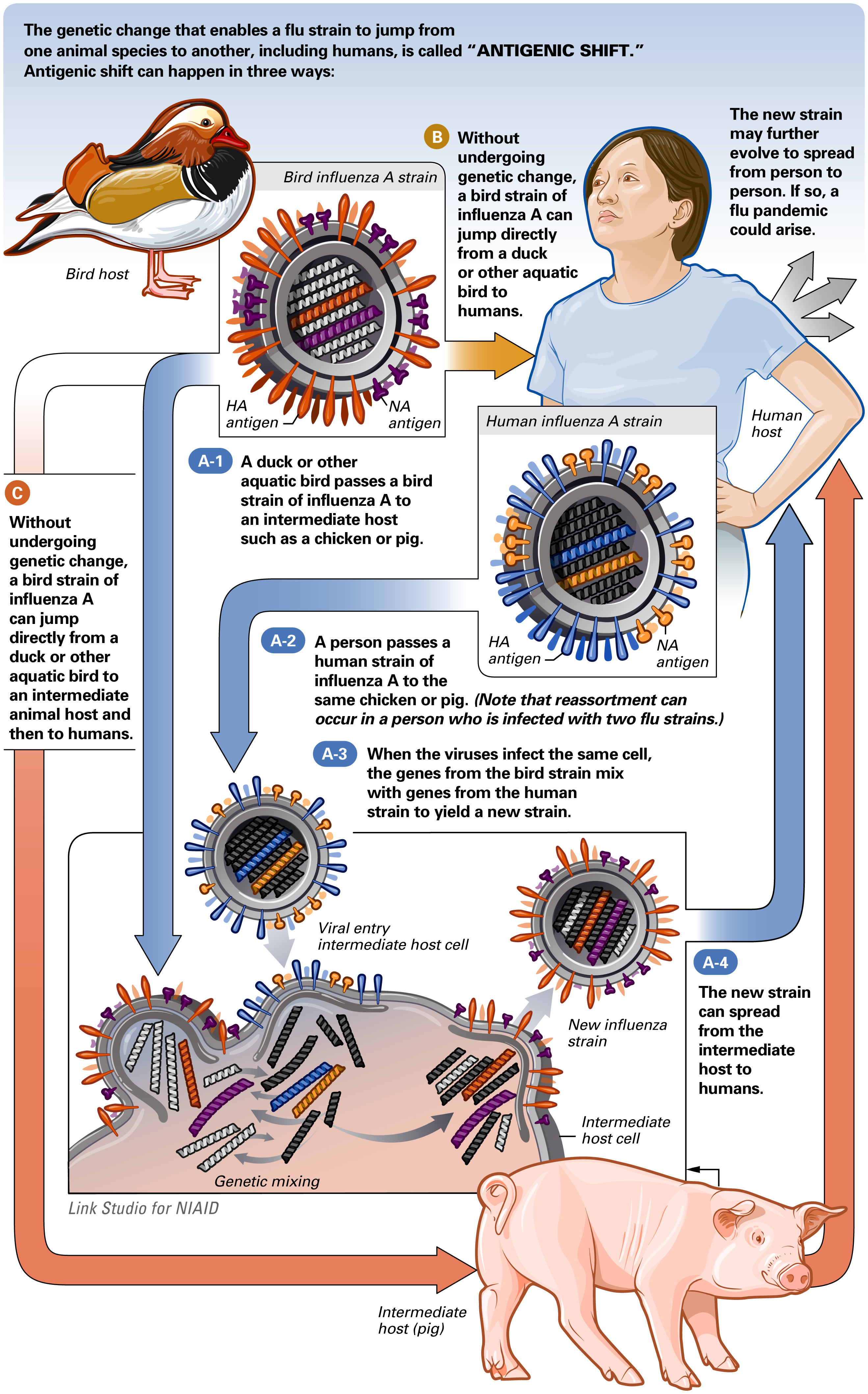File:Antigenic Shift Influenza.jpg