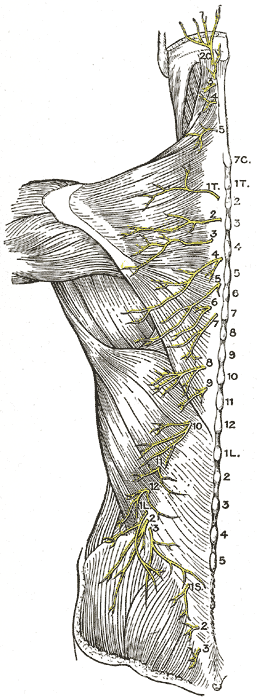 Diagram of the distribution of the cutaneous branches of the posterior divisions of the spinal nerves.