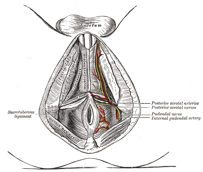 The superficial branches of the internal pudendal artery.