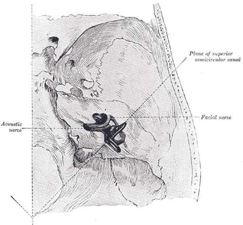 Mandibular nerve - wikidoc