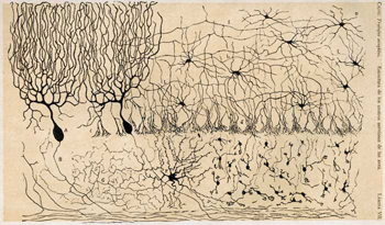 Drawing of the cells of the chick cerebellum, from "Estructura de los centros nerviosos de las aves", Madrid, 1905.