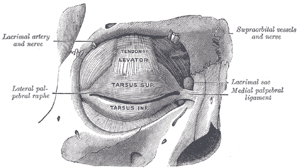 The tarsi and their ligaments. Right eye; front view.