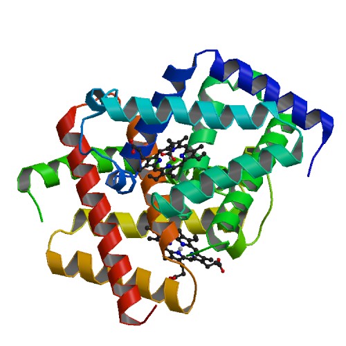 PBB Protein CYGB image.jpg