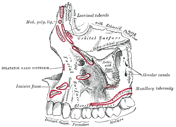Left maxilla. Outer surface.