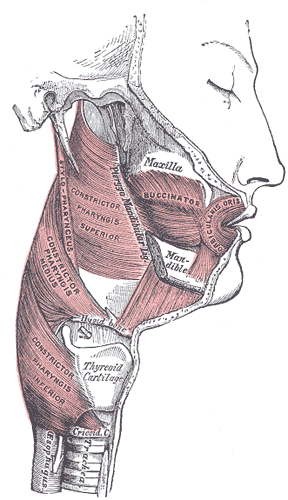Muscles of the pharynx and cheek.