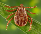 Rocky Mountain wood tick (Dermacentor andersoni) Adapted from CDC