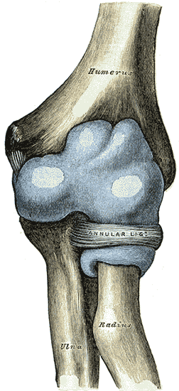 Capsule of elbow-joint (distended). Anterior aspect.