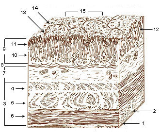 Layers of stomach wall.