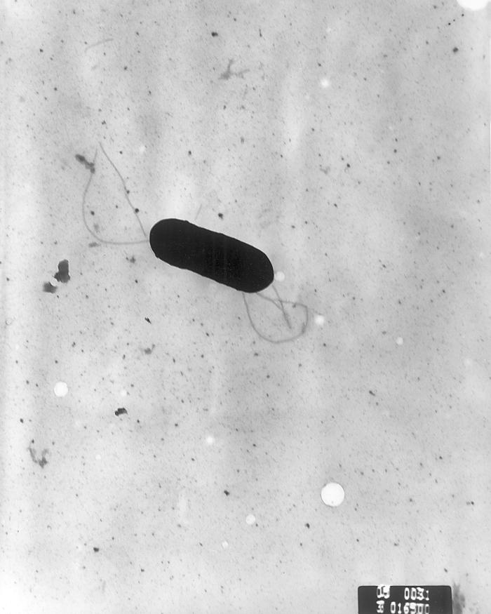 Scanning electron micrograph of Listeria monocytogenes.