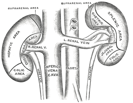 The anterior surfaces of the kidneys, showing the areas of contact of neighboring viscera.