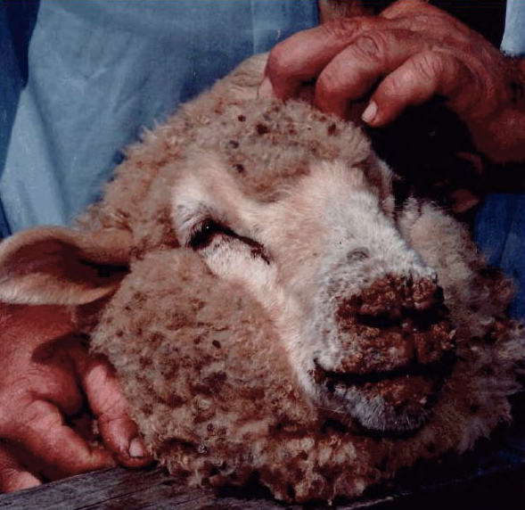 File:Sheep with orf.jpg