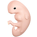 Embryo at 4 weeks after fertilization[12]