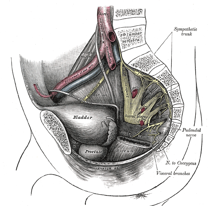 Dissection of side wall of pelvis showing sacral and pudendal plexuses.
