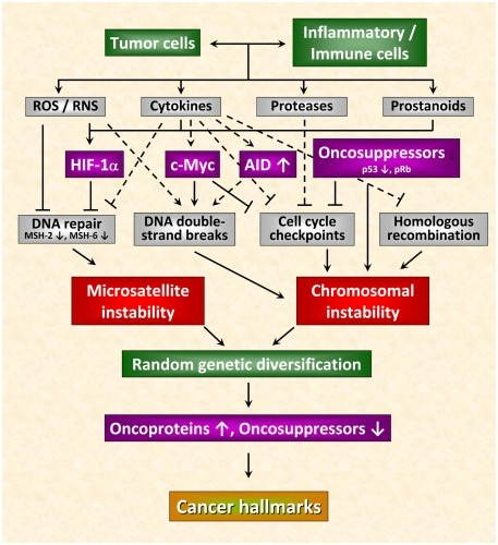 Mismatch repair genes and oncogenesis.