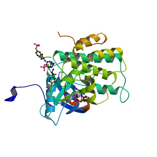 File:PBB Protein INSR image.jpg