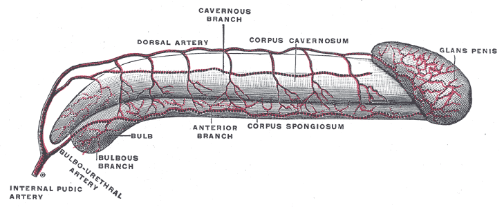pénisz corpus cavernosum