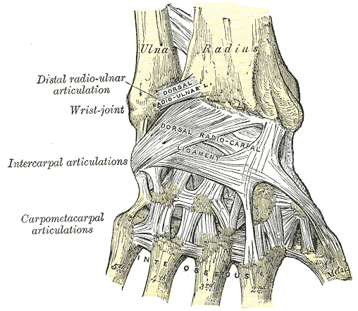 Ligaments of wrist. Posterior view.