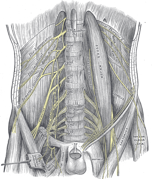 The lumbar plexus and its branches.