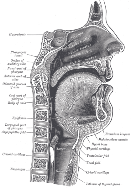 Sagittal section of nose mouth, pharynx, and larynx.
