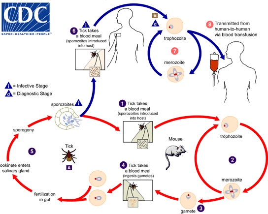 Life cycle of B. microti Adapted from CDC