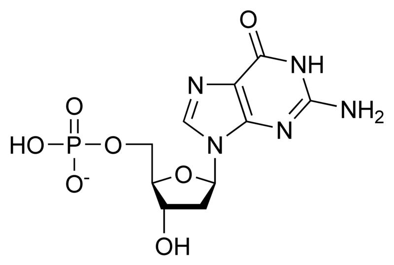 Chemical structure of deoxyguanosine monophosphate