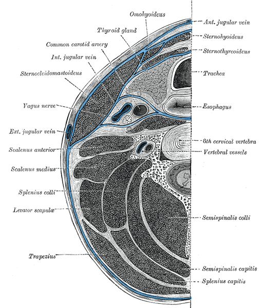 Section of the neck at about the level of the sixth cervical vertebra.