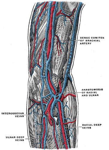 The deep veins of the upper extremity.