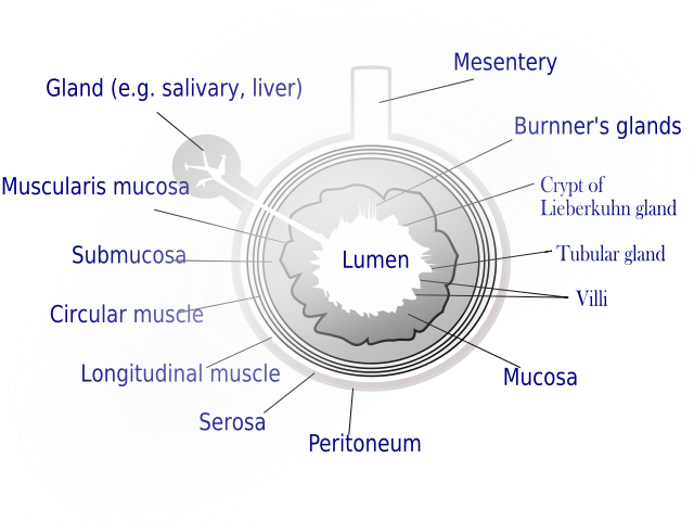 Gastrointestinal tract - wikidoc
