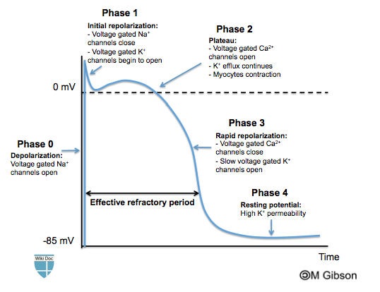 Ventricular action potential.png