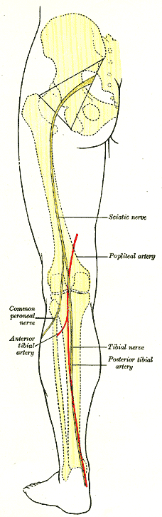 Back of left lower extremity, showing surface markings for bones, vessels, and nerves.