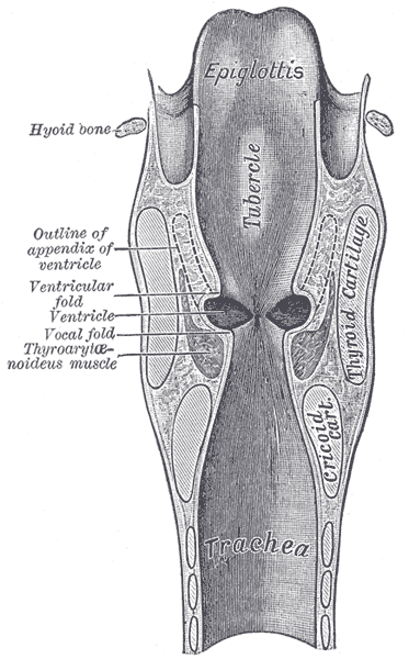 Larynx - wikidoc