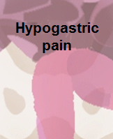 Hypogastric.PNG