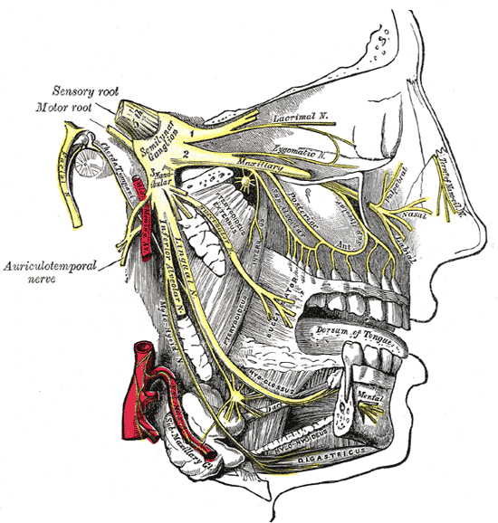 Distribution of the maxillary and mandibular nerves, and the submaxillary ganglion.