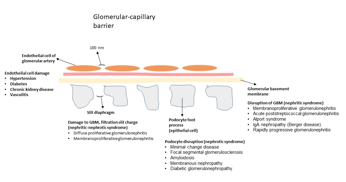 File:Glomerular-capillary wall.JPG