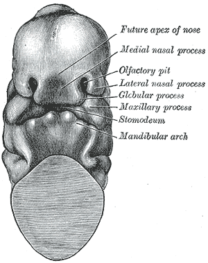 Head end of human embryo of about thirty to thirty-one days.