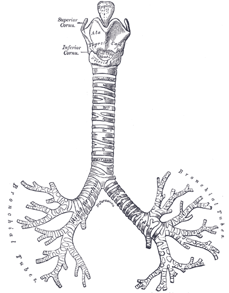 Front view of cartilages of larynx, trachea, and bronchi.
