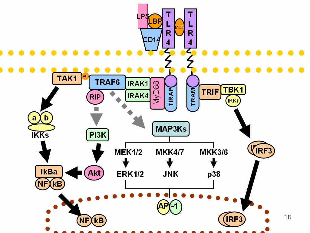 File:Toll-like receptor pathways revised.jpg
