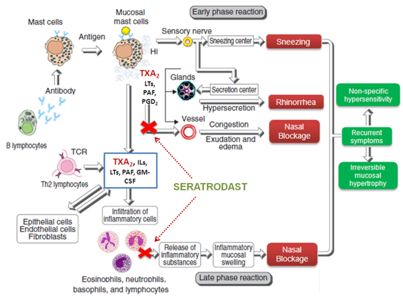Mechanism of Action of Seratrodast in Allergic Rhinitis