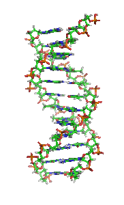 DNA - wikidoc