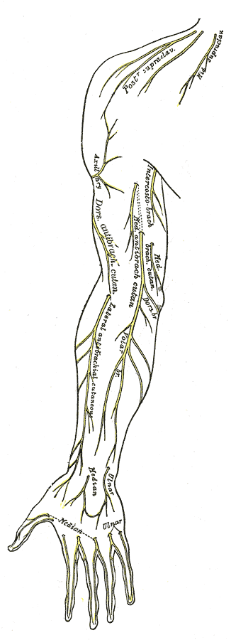 Cutaneous nerves of right upper extremity. Anterior view.