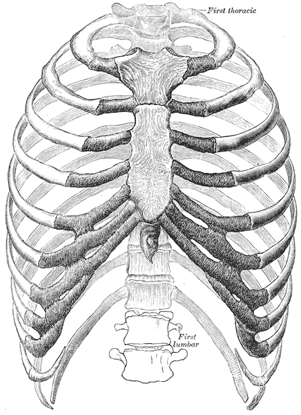 The human rib cage.